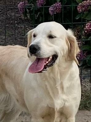 Les Golden Retriever de l'affixe des Collines de Diwan