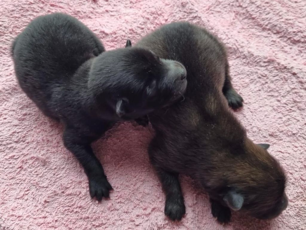 des Collines de Diwan - Chiot disponible  - Eurasier