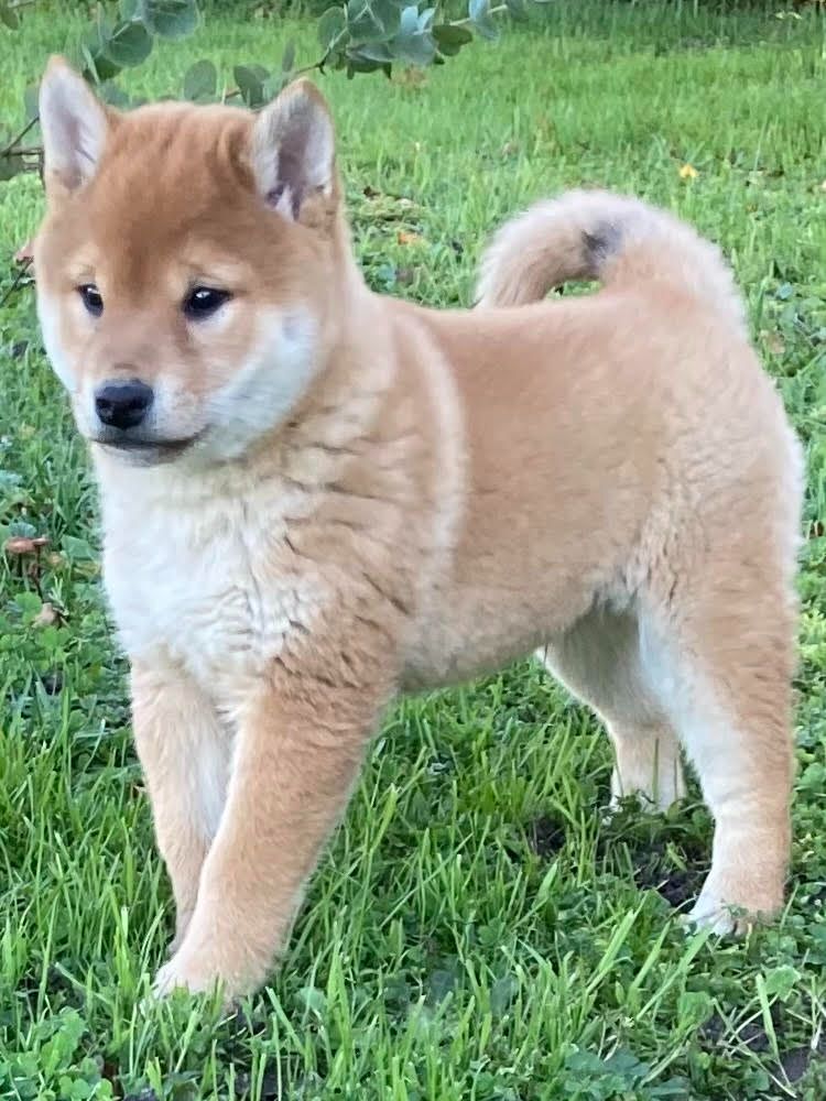 des Collines de Diwan - Chiot disponible  - Shiba