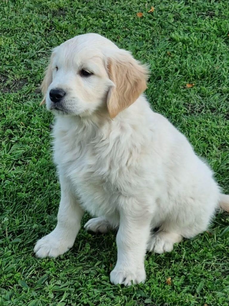 chiot Golden Retriever des Collines de Diwan