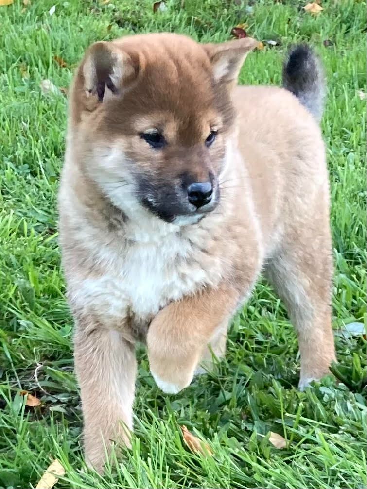 des Collines de Diwan - Chiot disponible  - Shiba