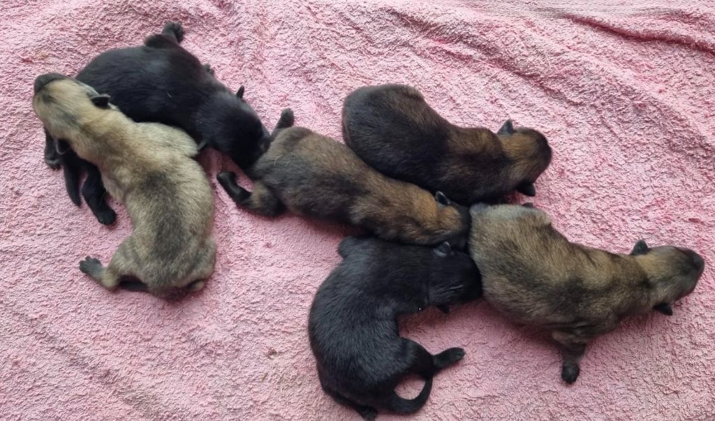 des Collines de Diwan - Chiot disponible  - Eurasier