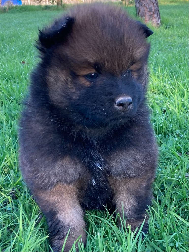 des Collines de Diwan - Chiot disponible  - Eurasier