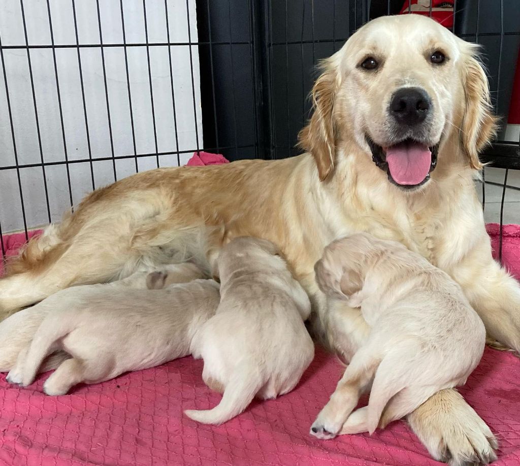 chiot Golden Retriever des Collines de Diwan