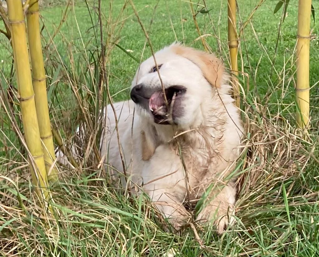 chiot Golden Retriever des Collines de Diwan