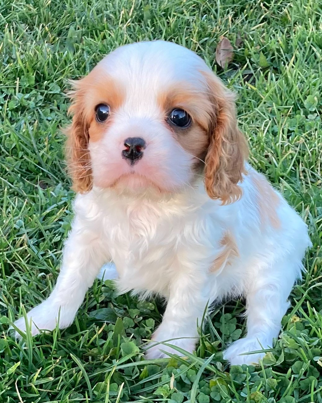 des Collines de Diwan - Chiots disponibles - Cavalier King Charles Spaniel