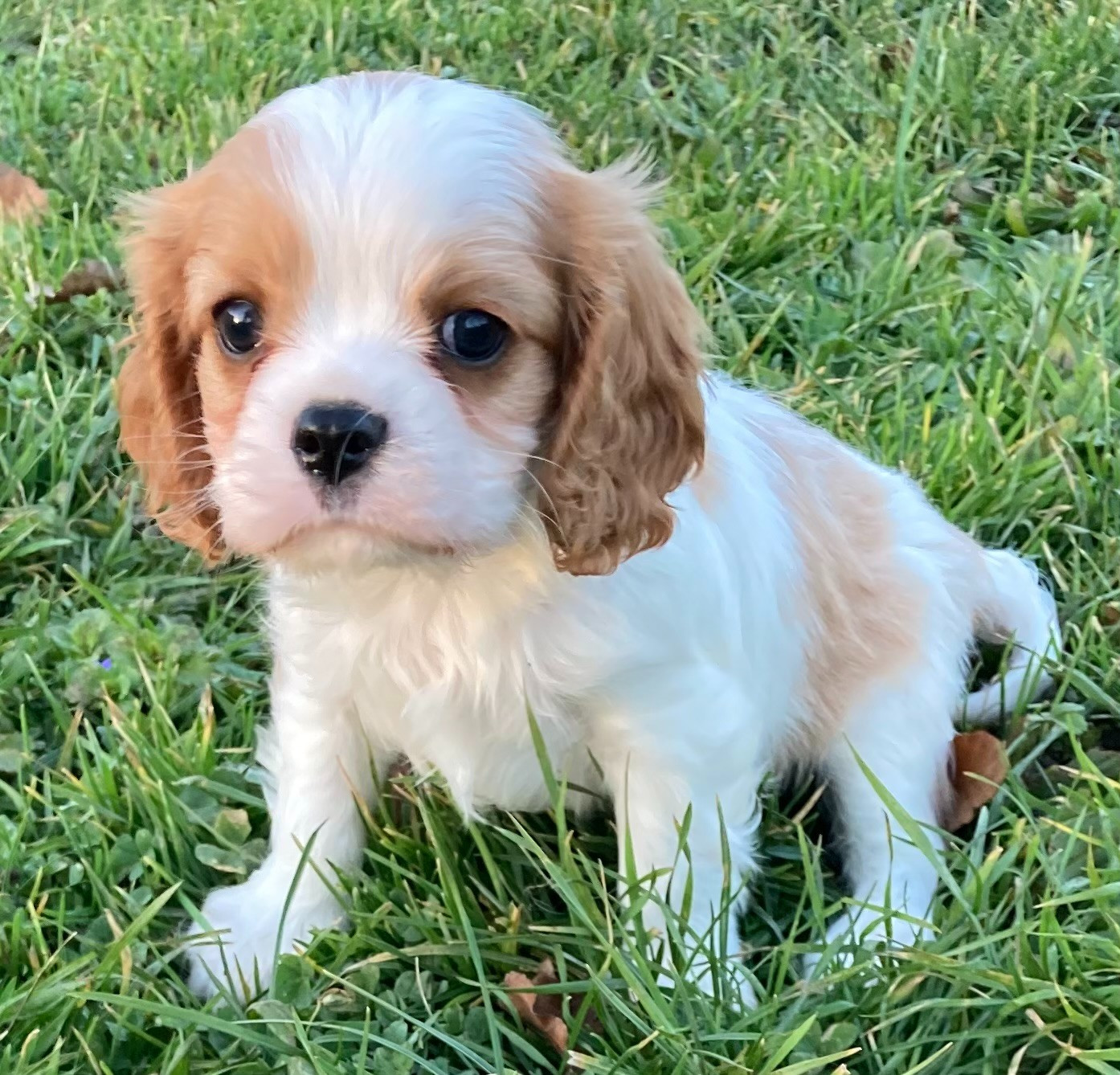 des Collines de Diwan - Chiots disponibles - Cavalier King Charles Spaniel
