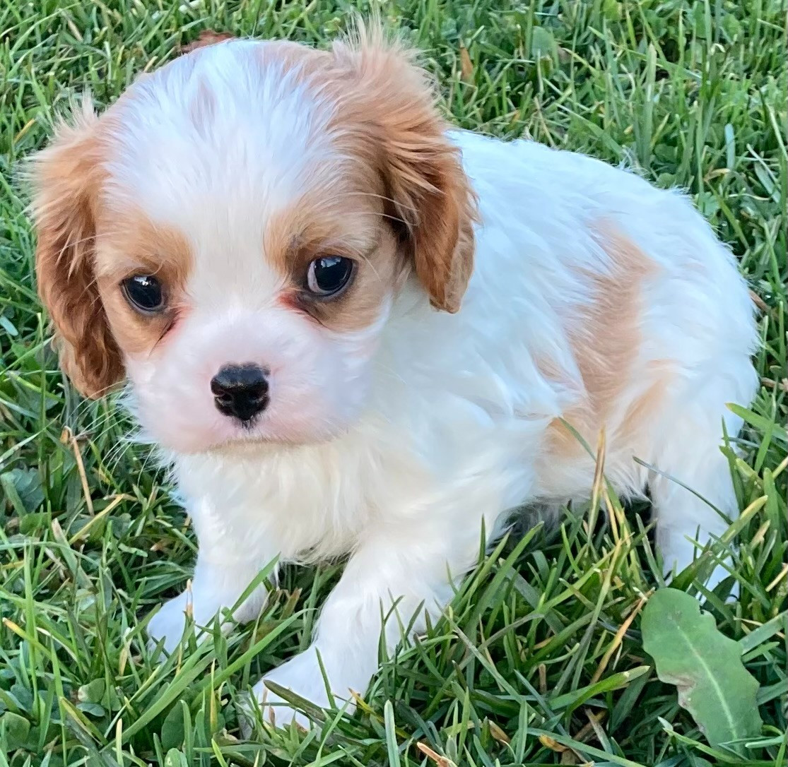 des Collines de Diwan - Chiots disponibles - Cavalier King Charles Spaniel