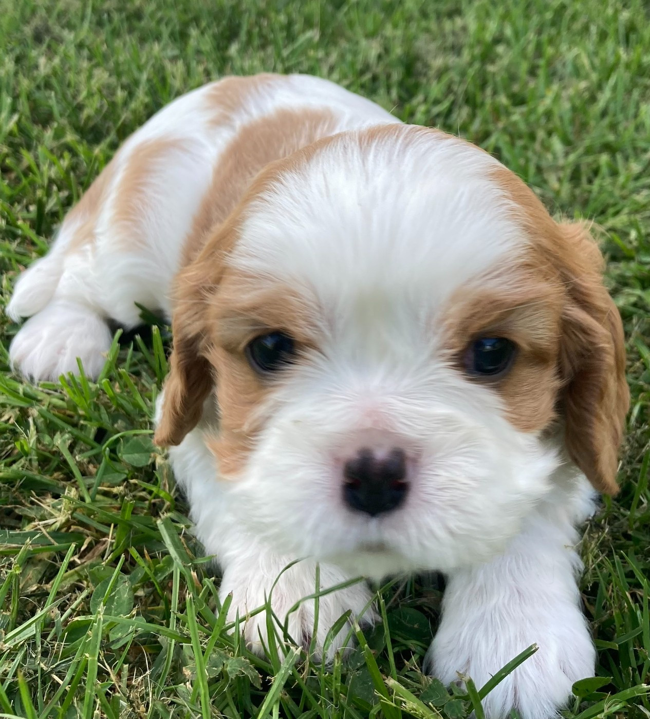 des Collines de Diwan - Chiots disponibles - Cavalier King Charles Spaniel