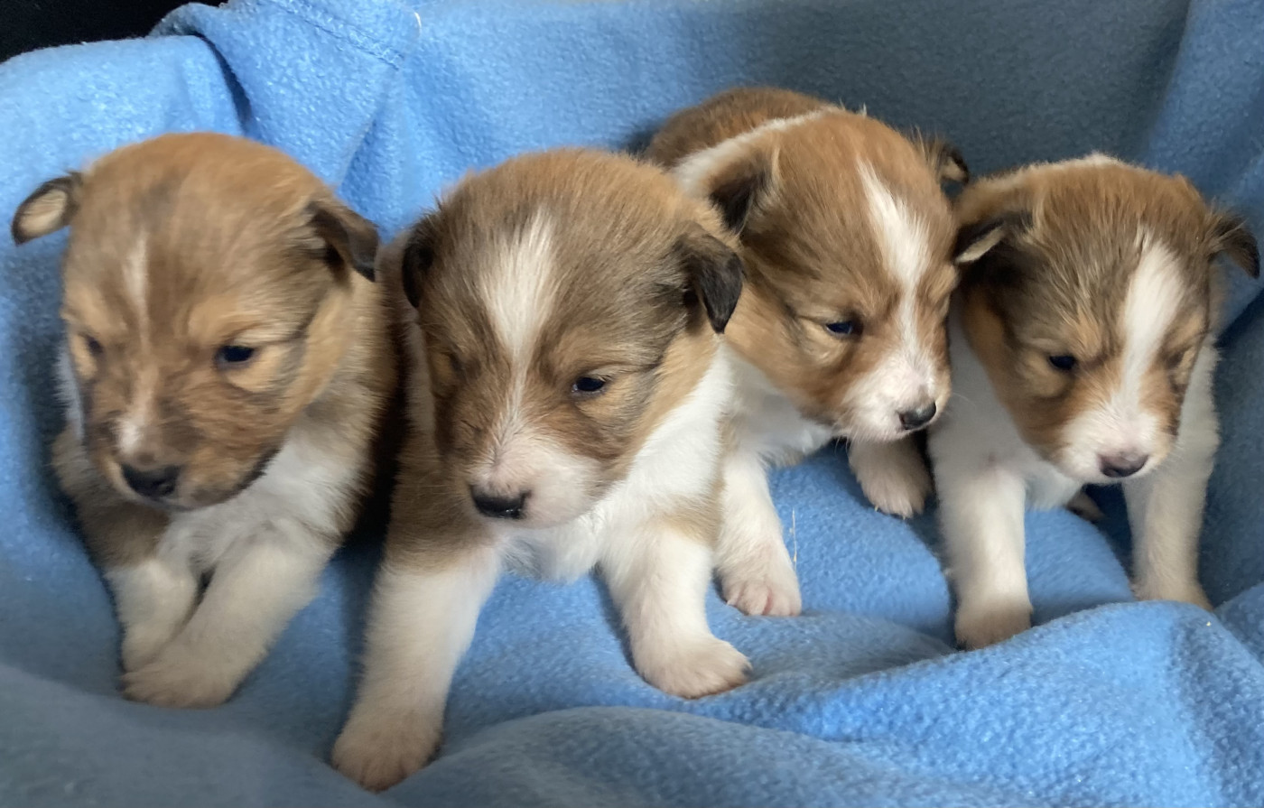 Chiot Shetland Sheepdog des Collines de Diwan