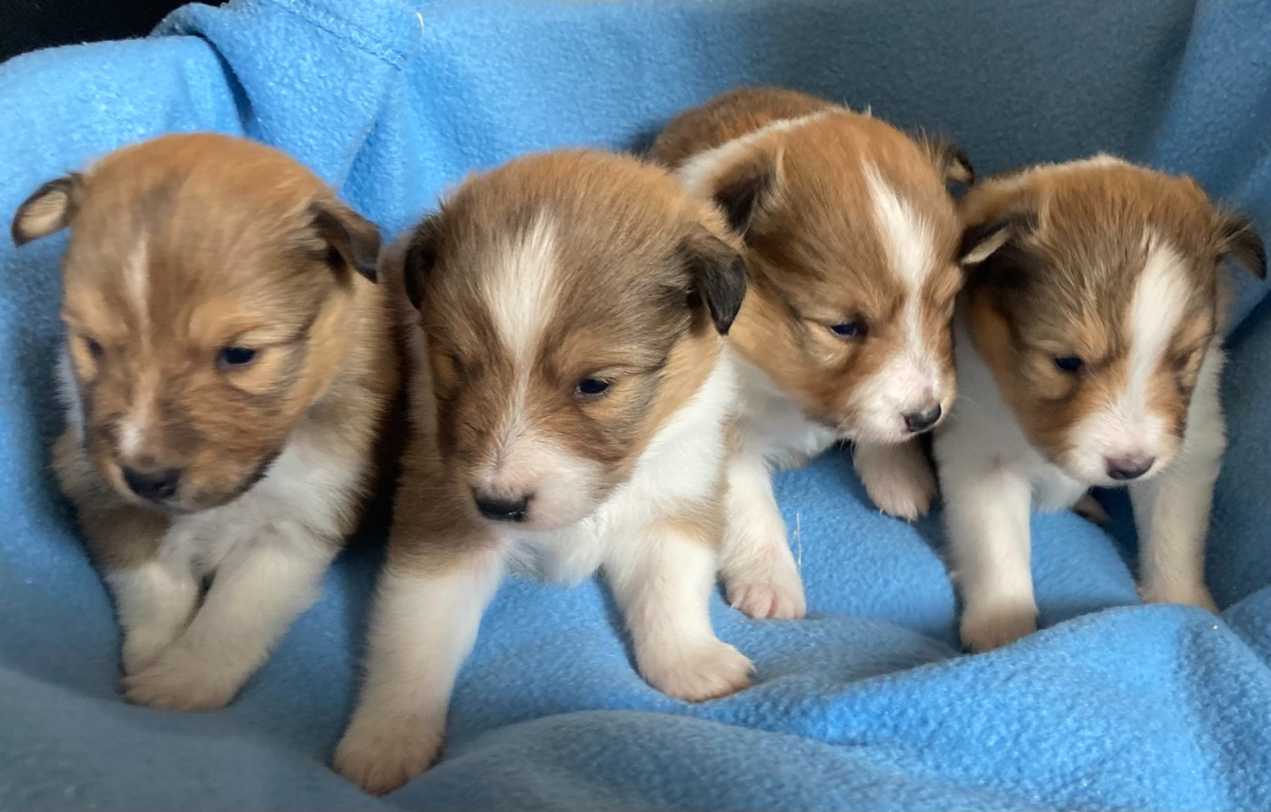 des Collines de Diwan - Chiots disponibles - Shetland Sheepdog