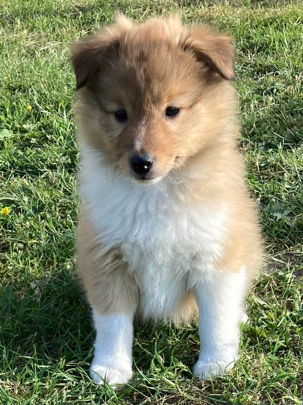 des Collines de Diwan - Chiots disponibles - Shetland Sheepdog