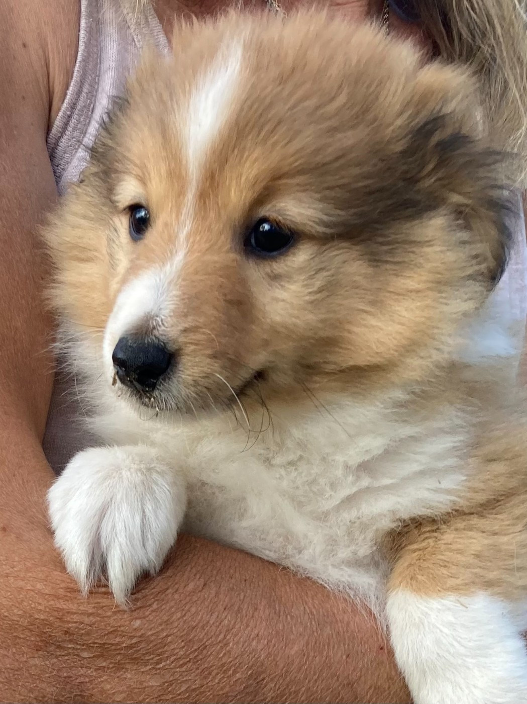 des Collines de Diwan - Chiots disponibles - Shetland Sheepdog