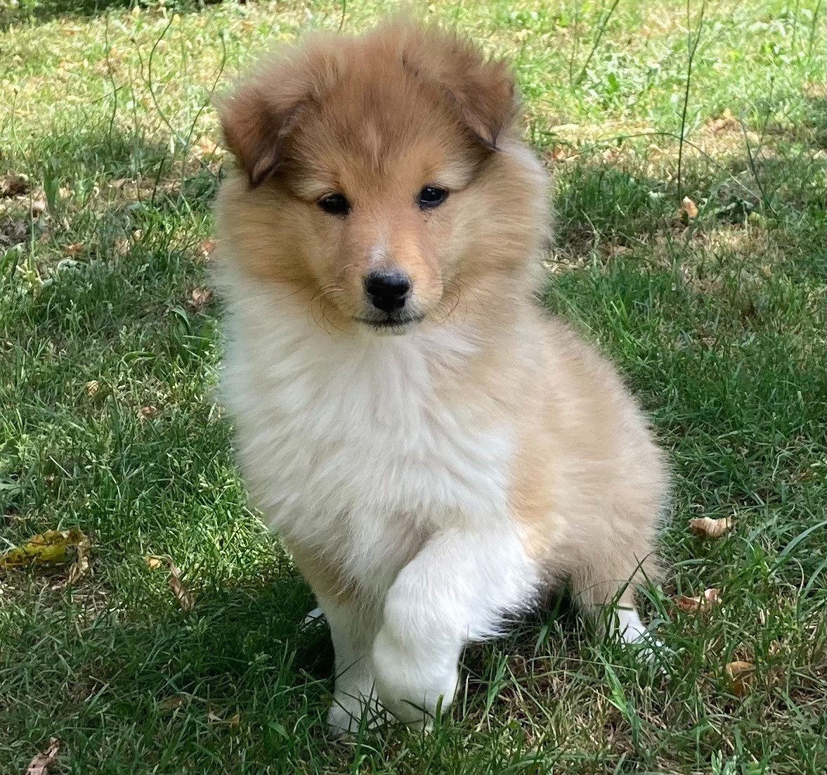 des Collines de Diwan - Chiots disponibles - Shetland Sheepdog