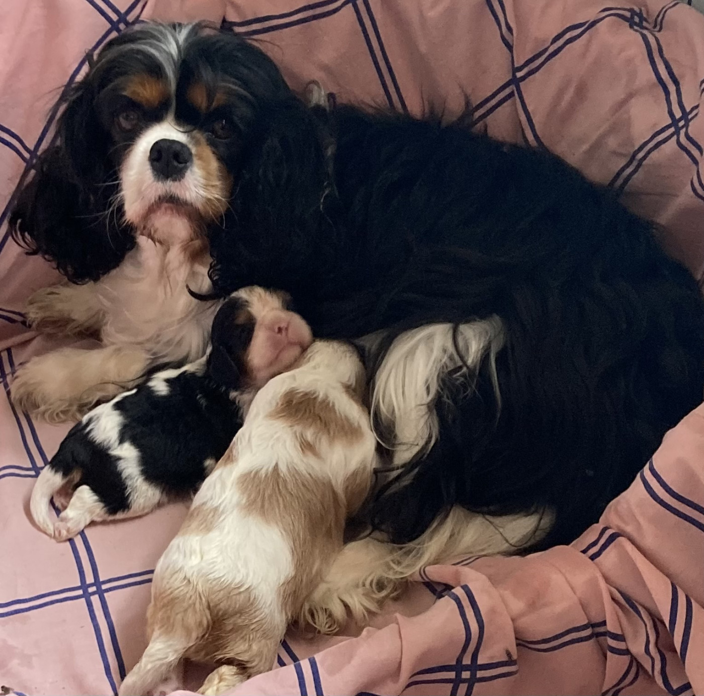 Chiot Cavalier King Charles Spaniel des Collines de Diwan