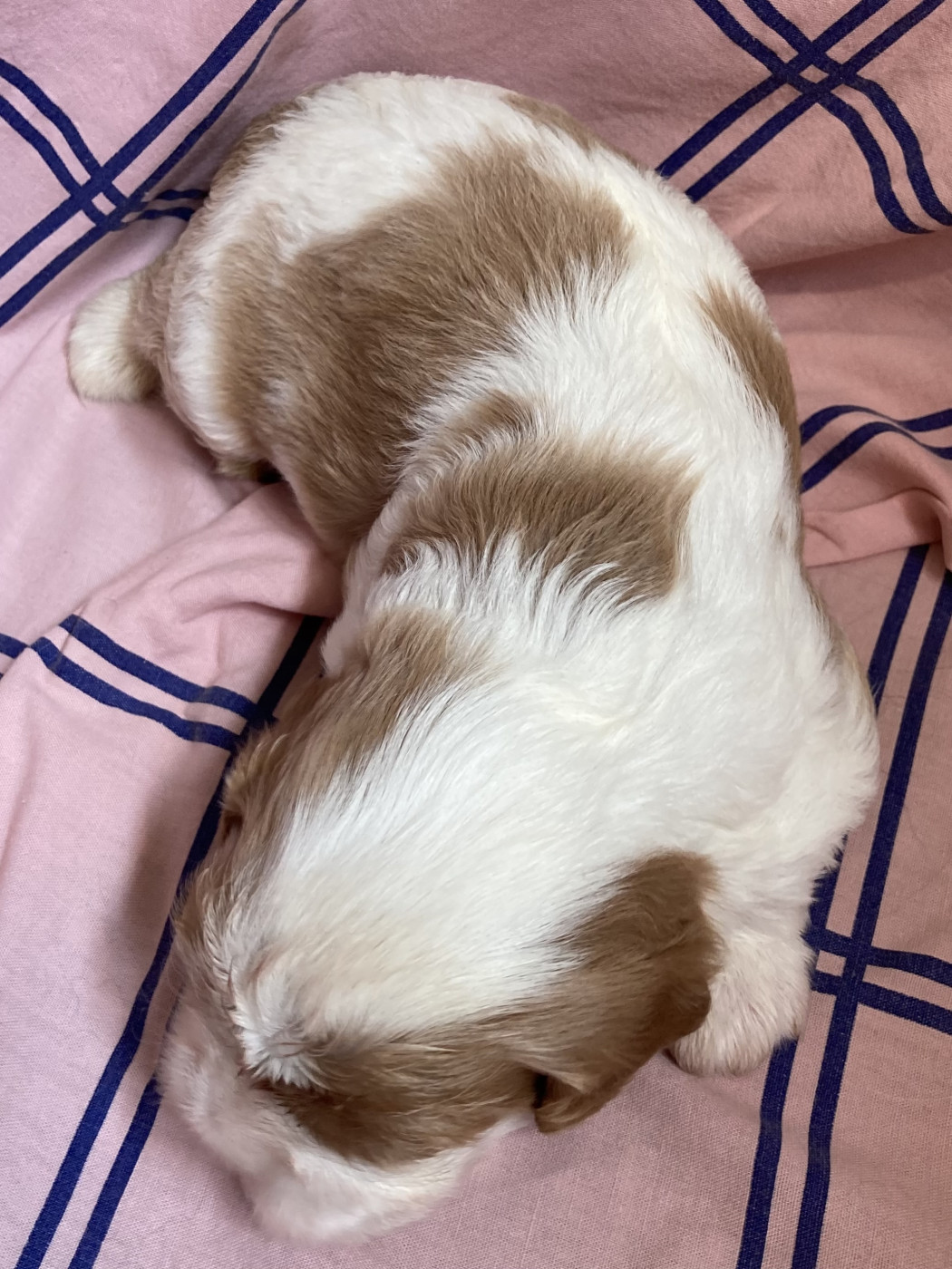 des Collines de Diwan - Chiots disponibles - Cavalier King Charles Spaniel