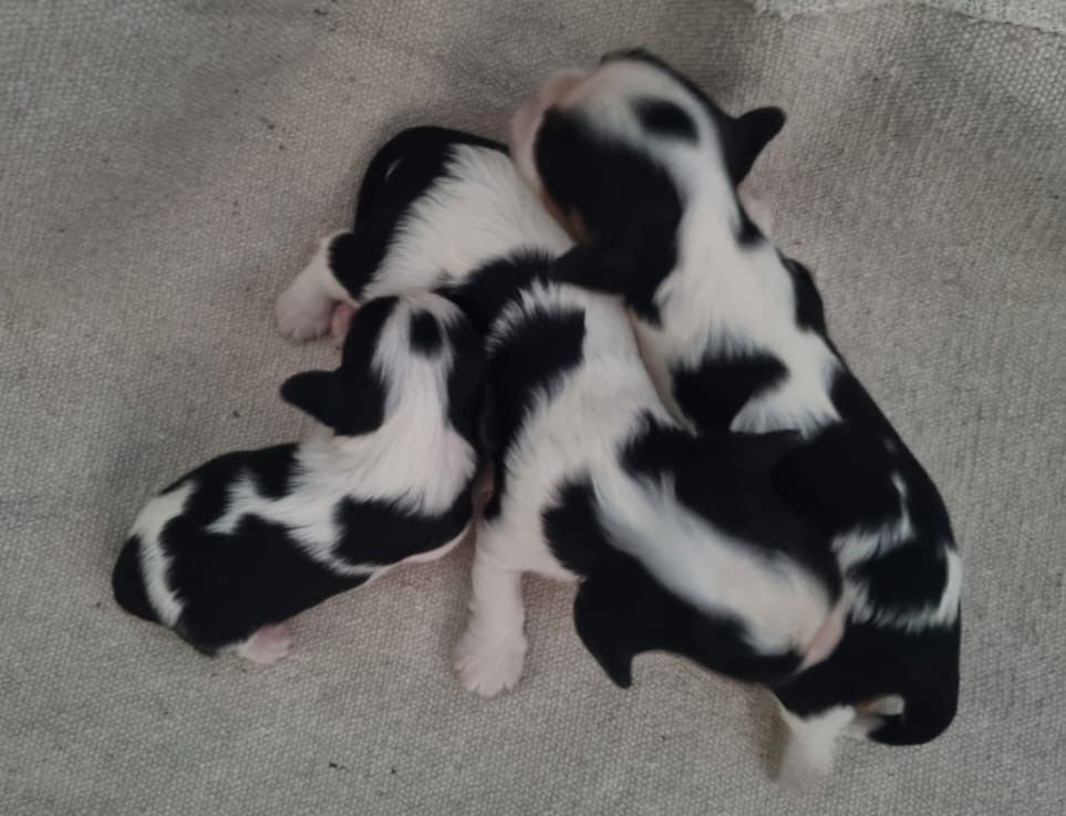 des Collines de Diwan - Chiots disponibles - Cavalier King Charles Spaniel