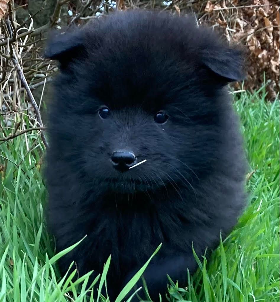 des Collines de Diwan - Chiots disponibles - Eurasier