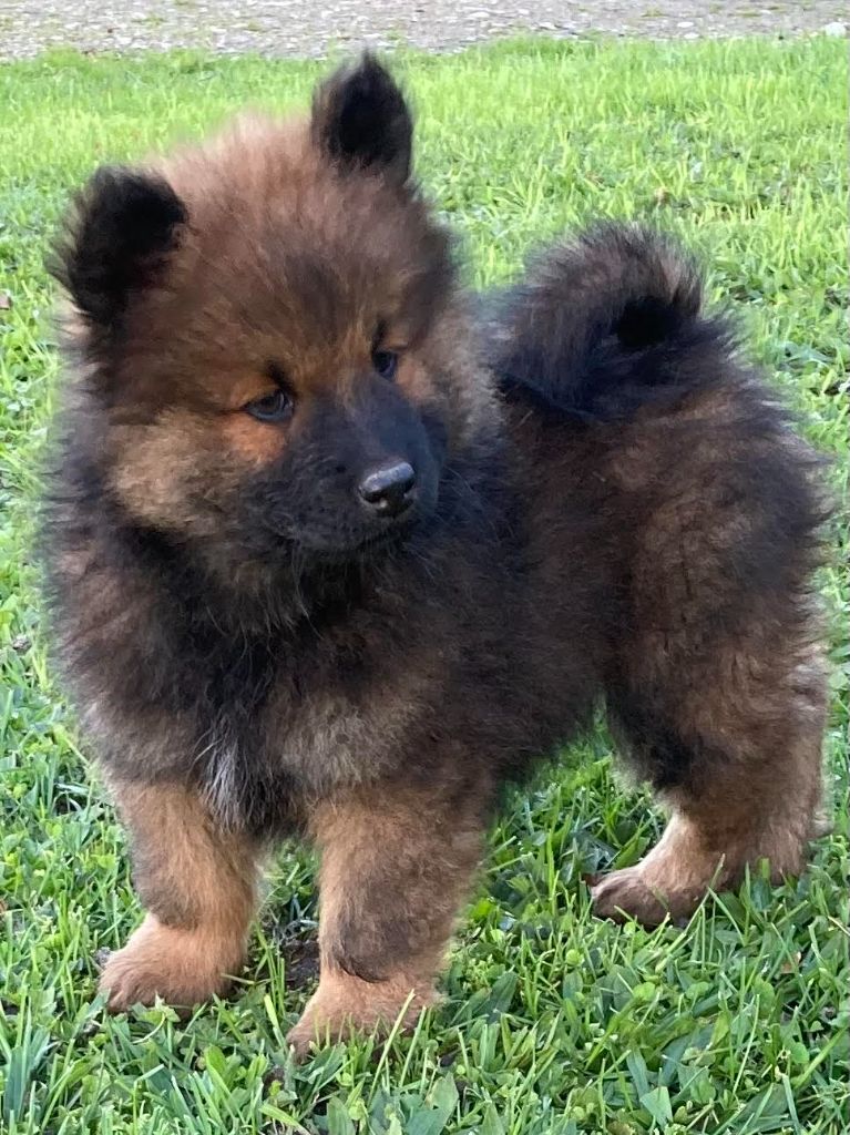 des Collines de Diwan - Eurasier - Portée née le 23/09/2024
