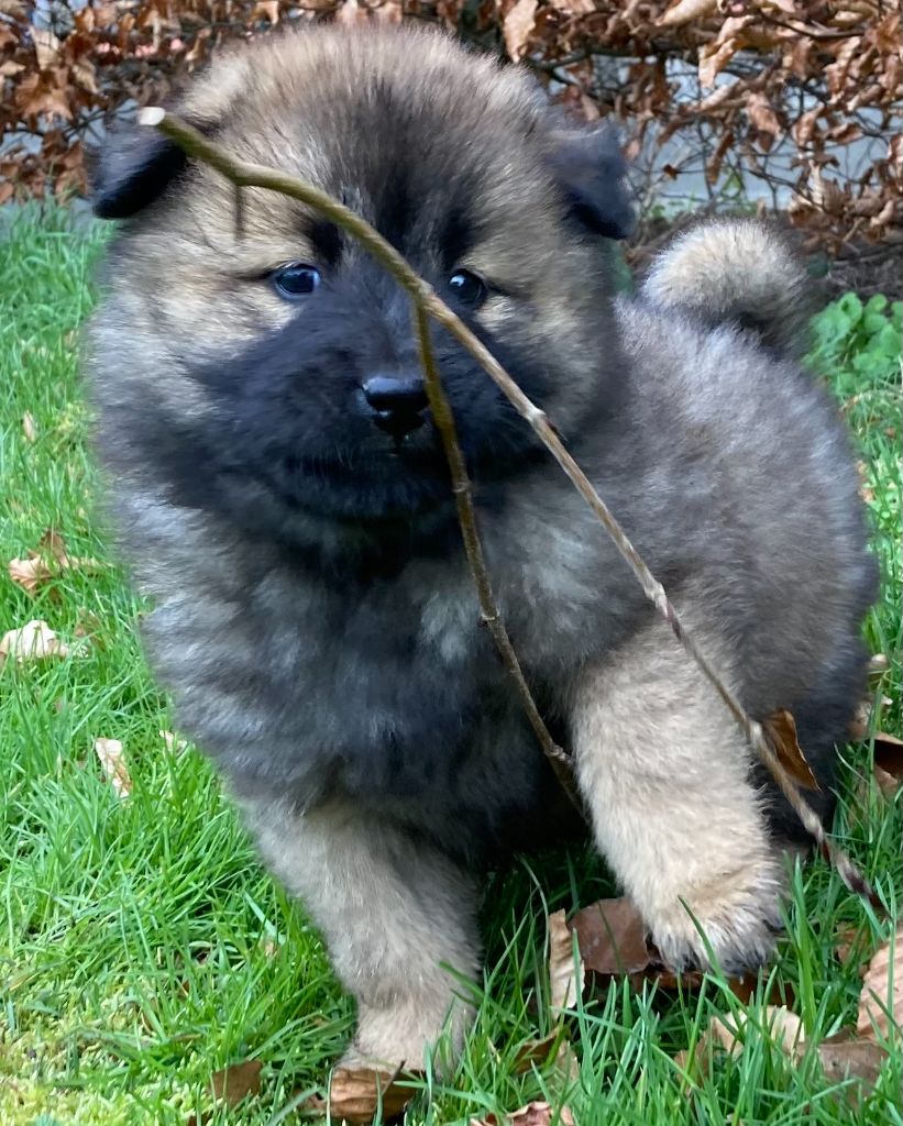 des Collines de Diwan - Chiots disponibles - Eurasier