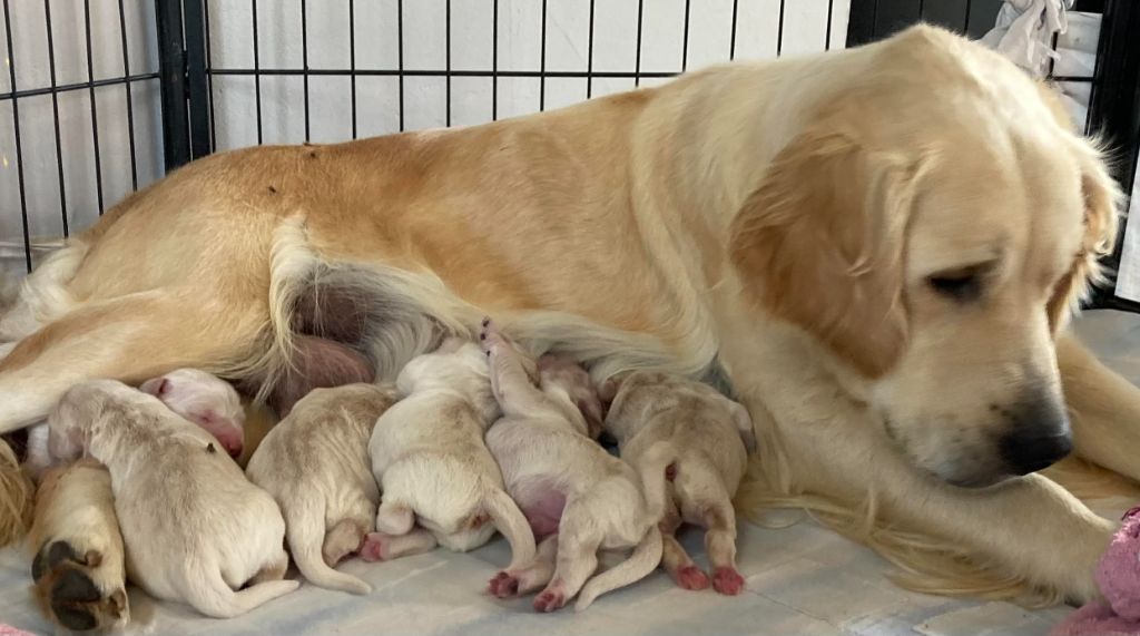 Chiot Golden Retriever des Collines de Diwan