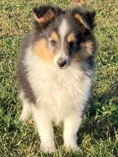 des Collines de Diwan - Shetland Sheepdog - Portée née le 03/08/2023