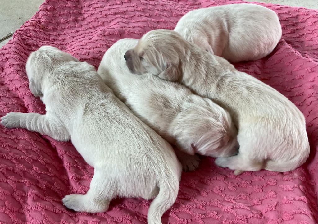 des Collines de Diwan - Chiots disponibles - Golden Retriever