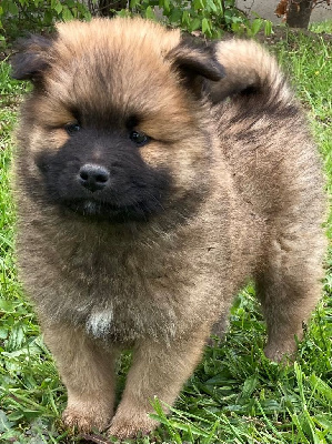 CHIOT