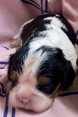 Chiot N°1