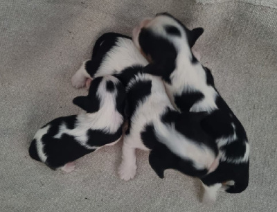 CHIOT 2