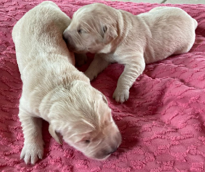 CHIOT 5