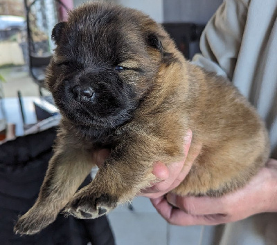 CHIOT