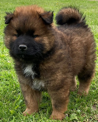 CHIOT
