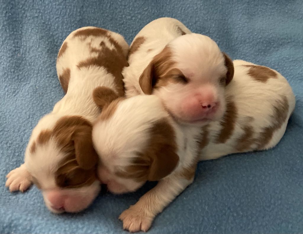 des Collines de Diwan - Chiots disponibles - Cavalier King Charles Spaniel