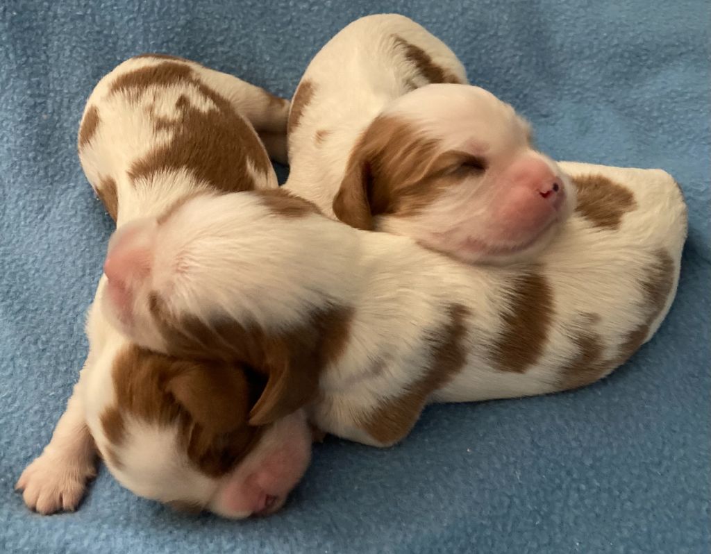 des Collines de Diwan - Chiots disponibles - Cavalier King Charles Spaniel