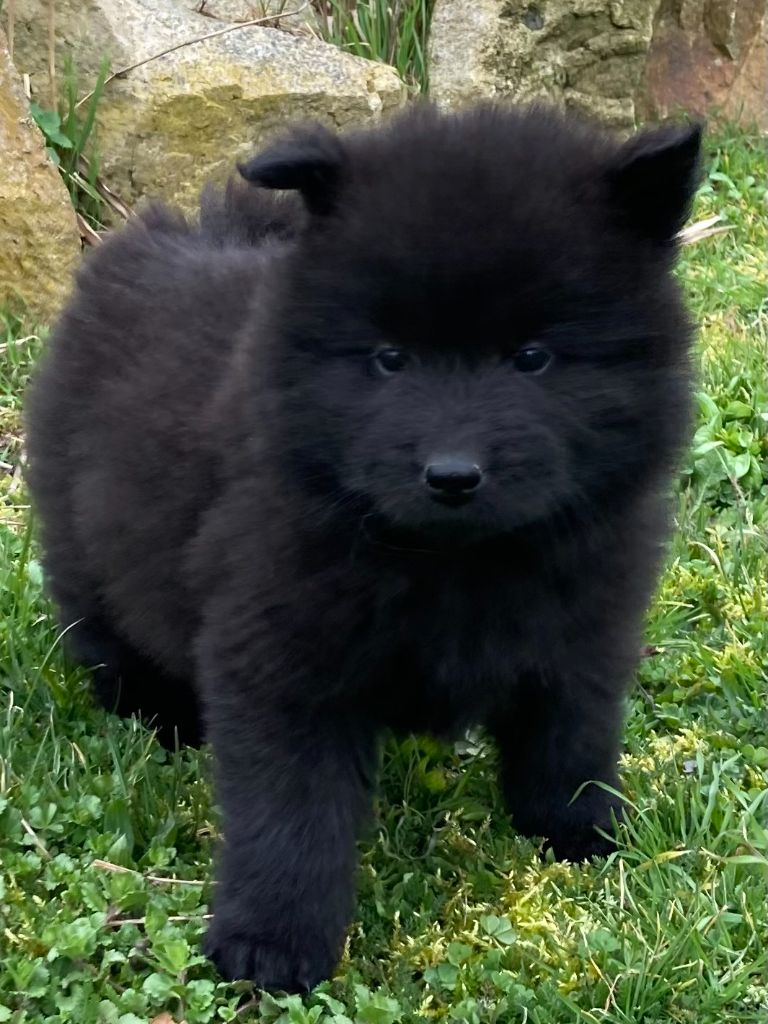 des Collines de Diwan - Chiots disponibles - Eurasier