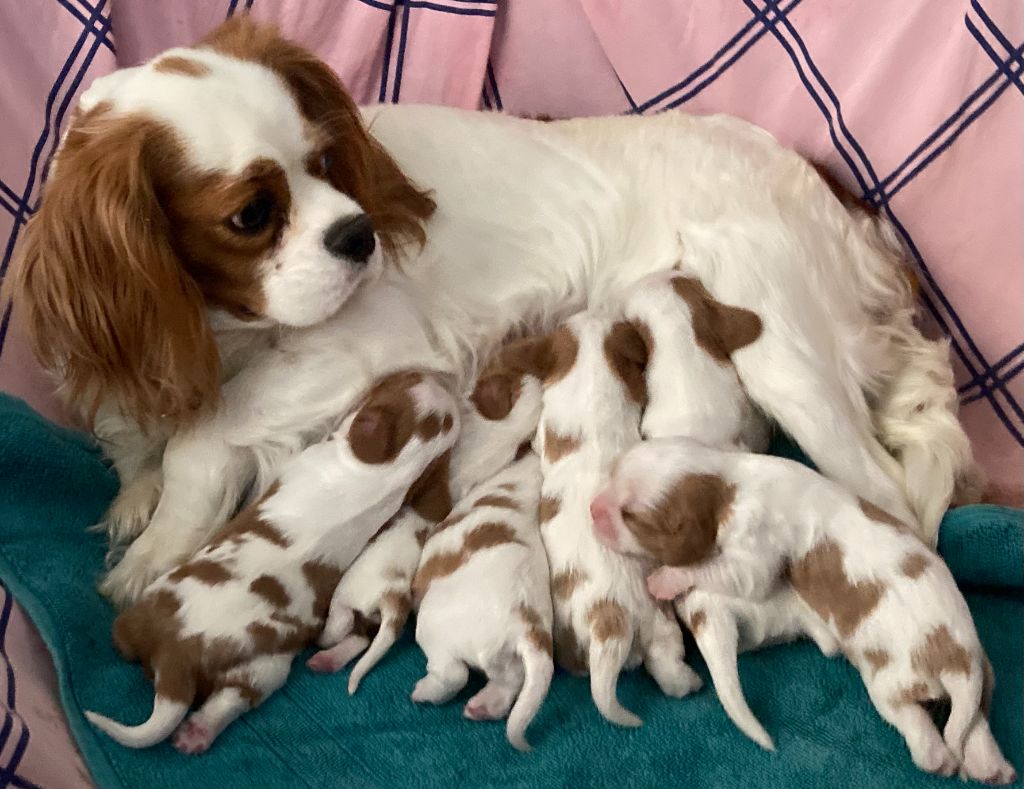 Chiot Cavalier King Charles Spaniel des Collines de Diwan