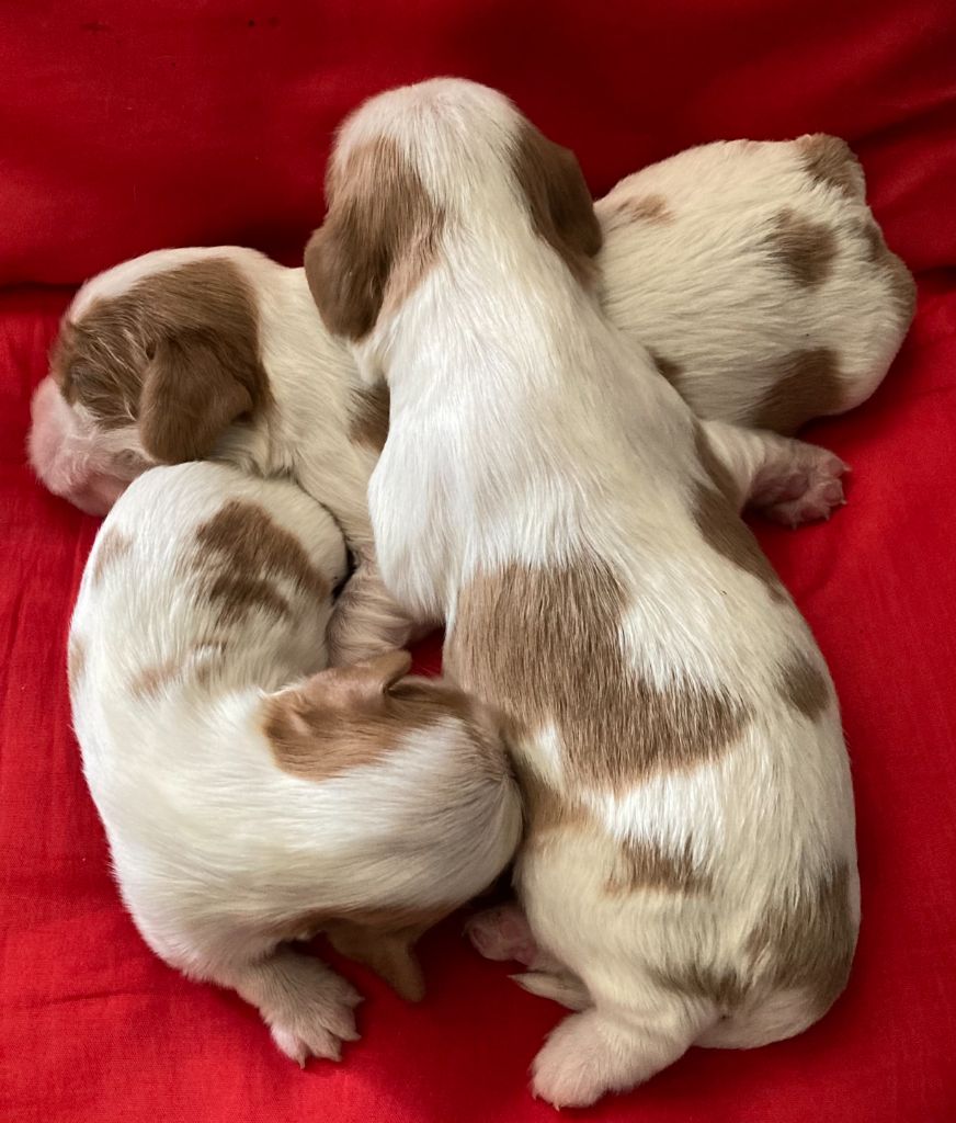 des Collines de Diwan - Chiots disponibles - Cavalier King Charles Spaniel